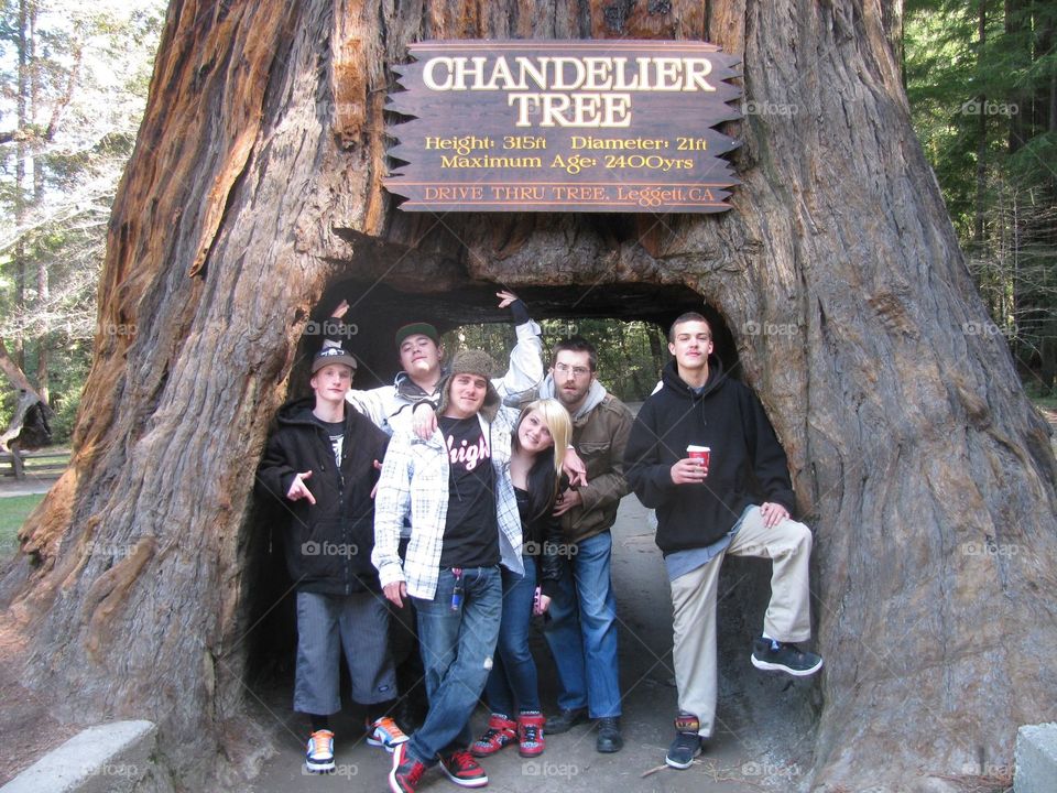 Chandelier tree 