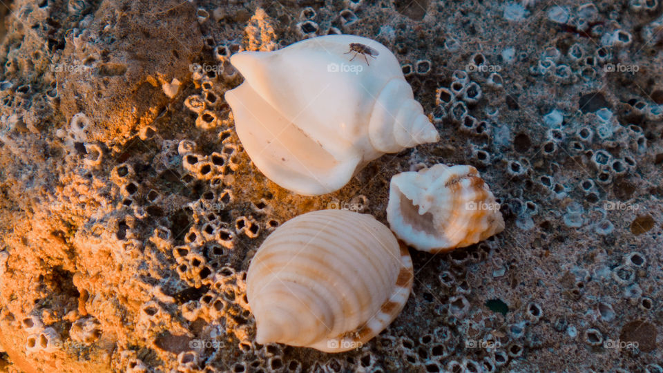High angle view of conch shells