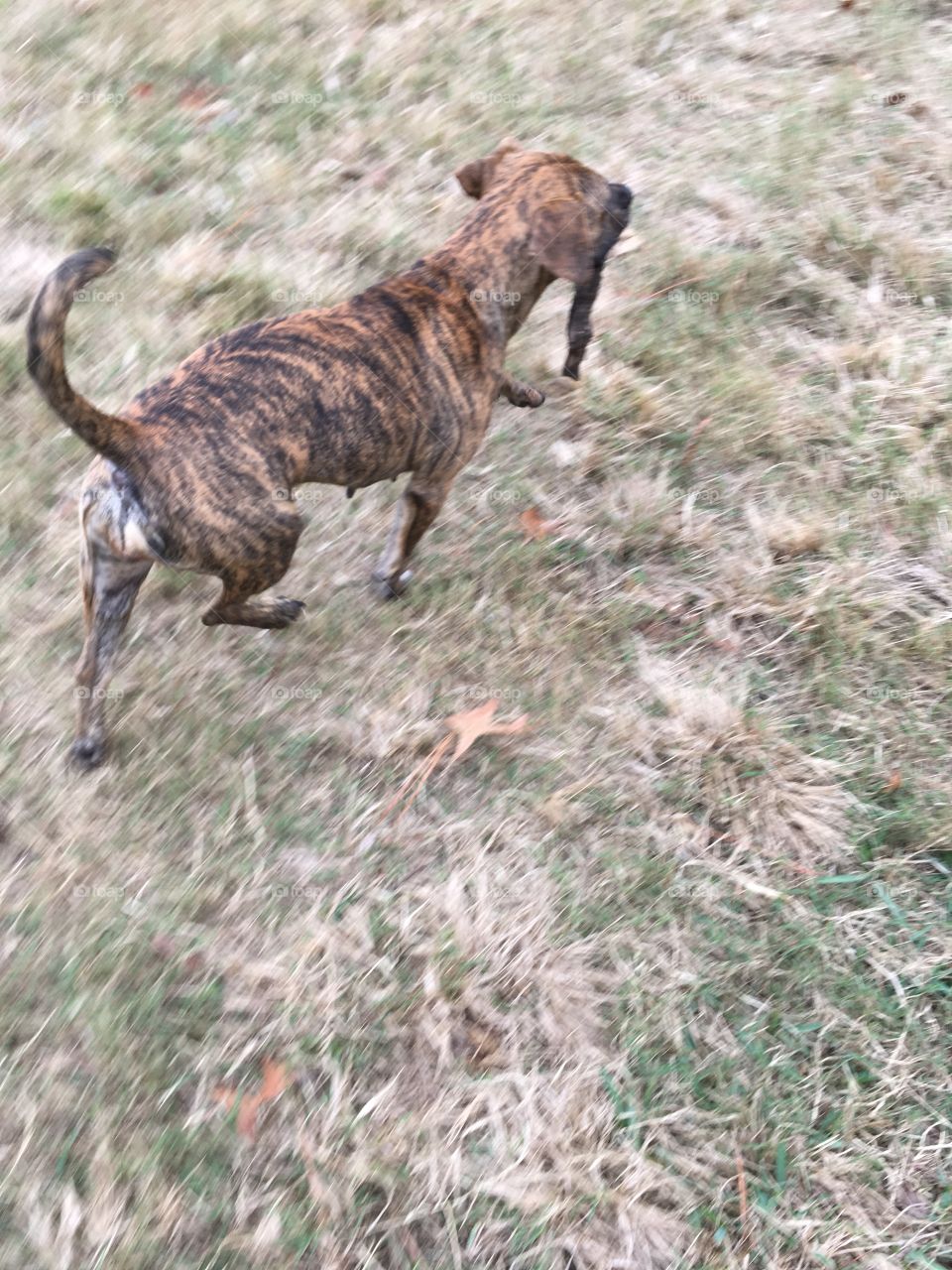 Running away with her new found treasure...a stick