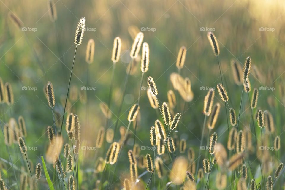 Meadow plants at golden hour