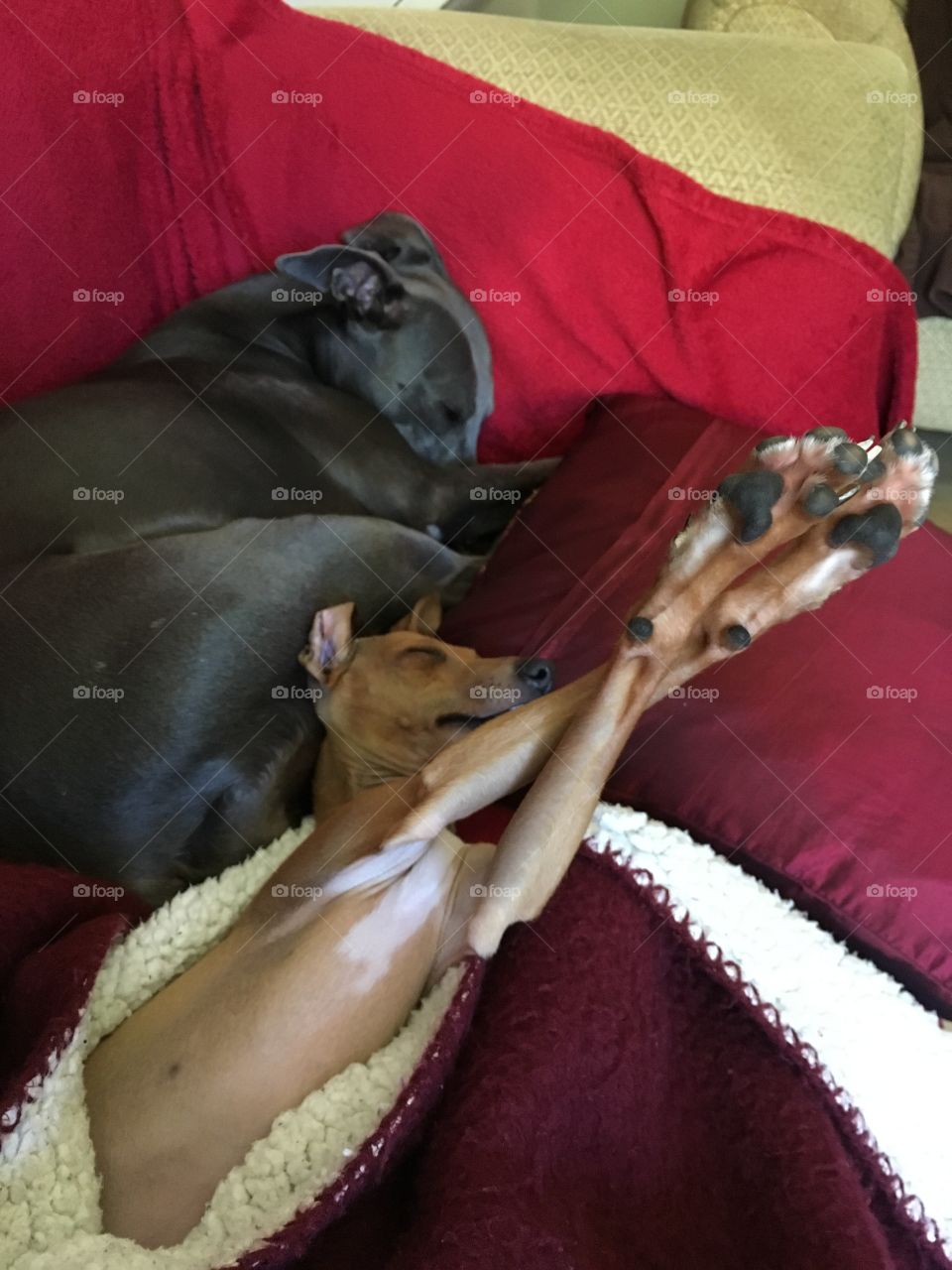 Italian greyhound puppy asleep with her legs crossed in the air next to a sleeping whippet on the sofa