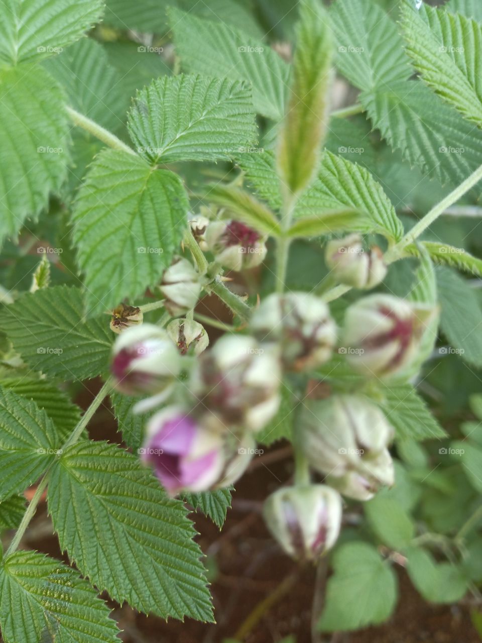 Jamaican strawberry Bloom