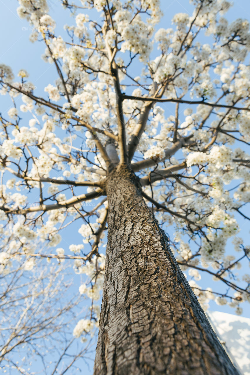 Looking up a cherry tree during blooming season 