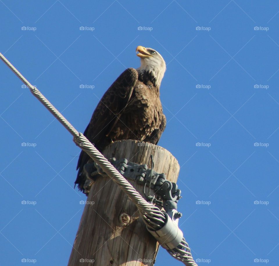 American Bald Eagle on Power Pole