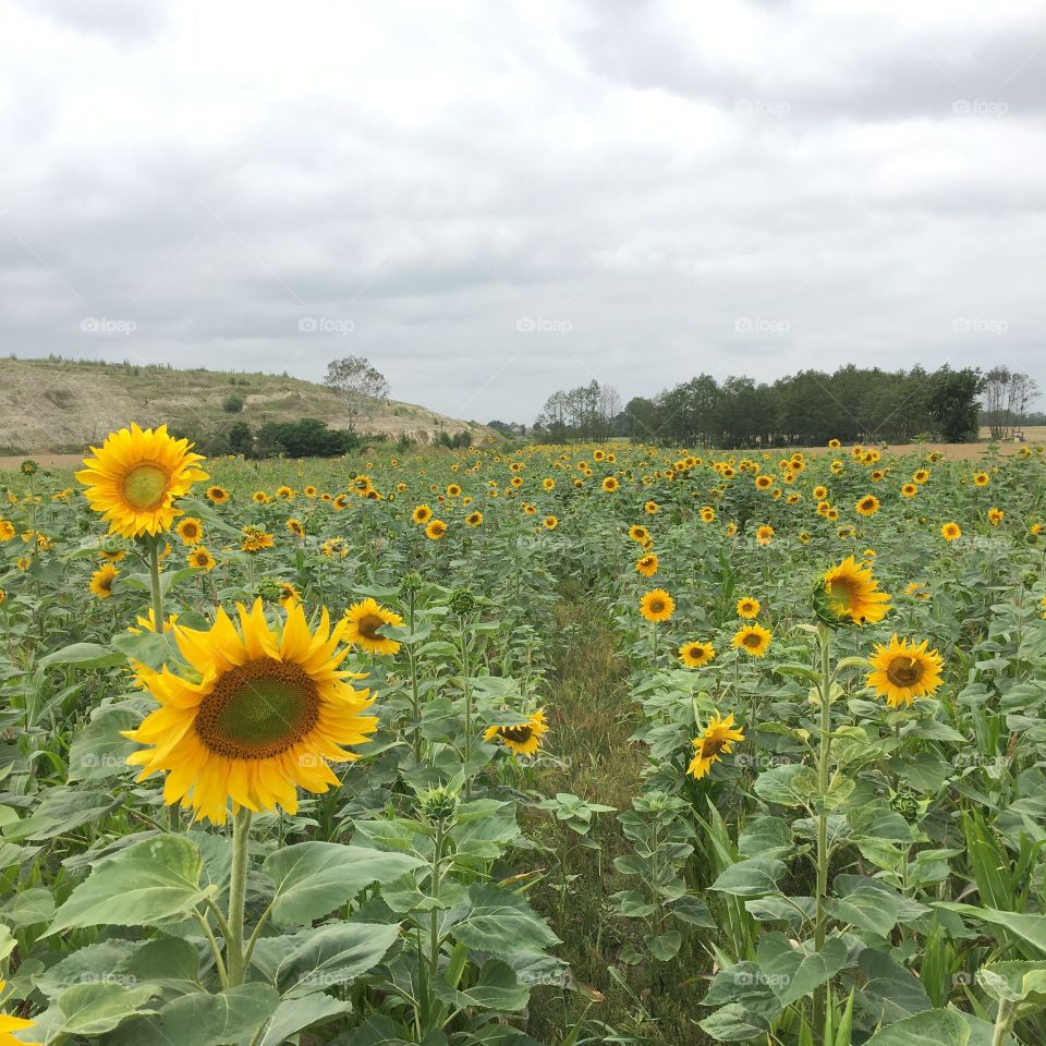 Sunflower