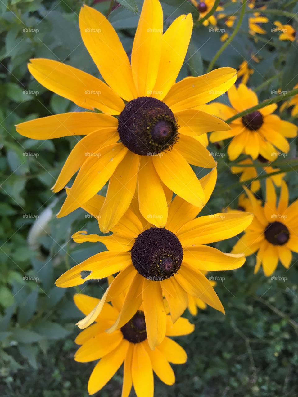 Flowers closeup