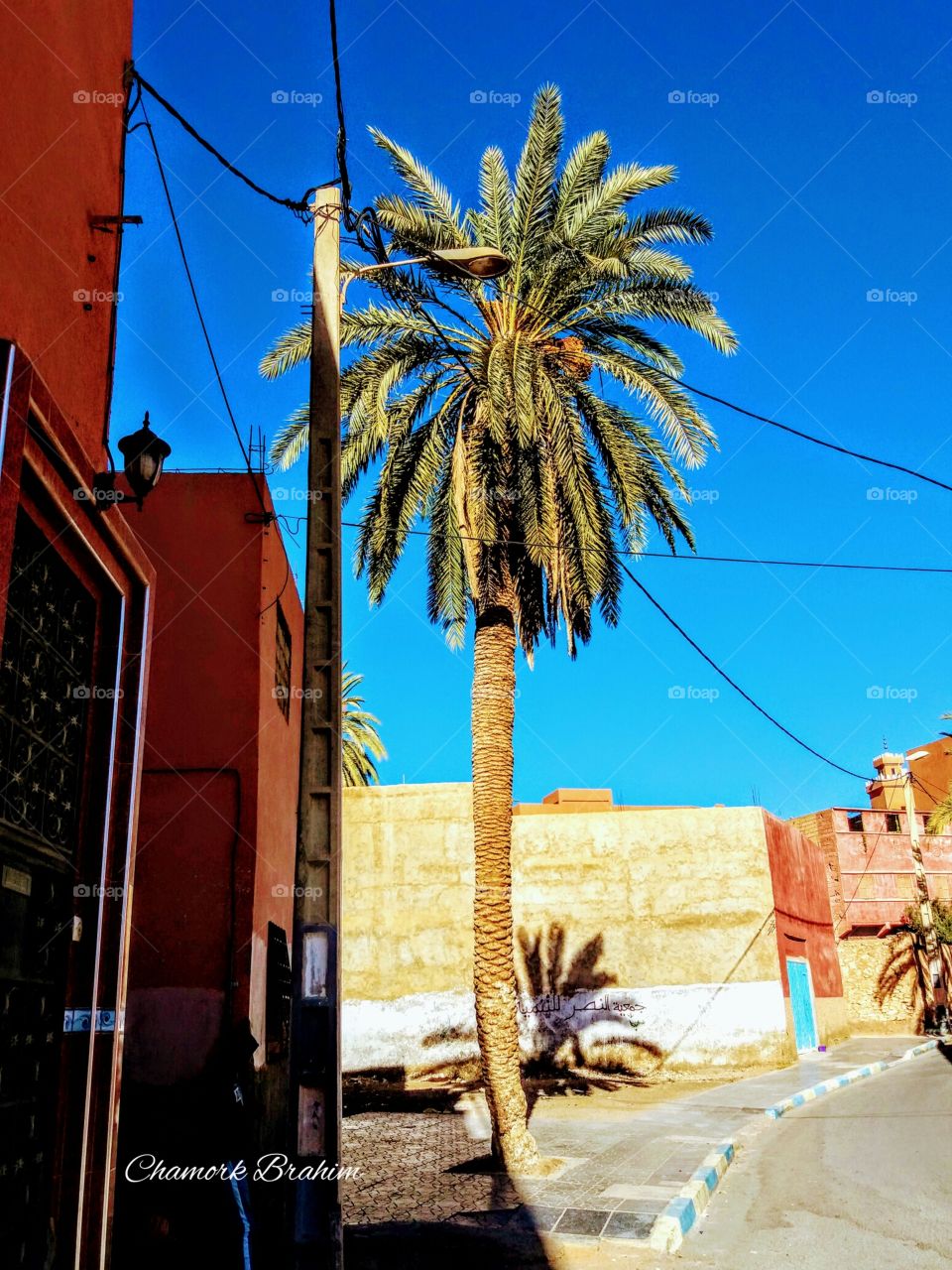 A very beautiful palm tree in a street in Guelmim