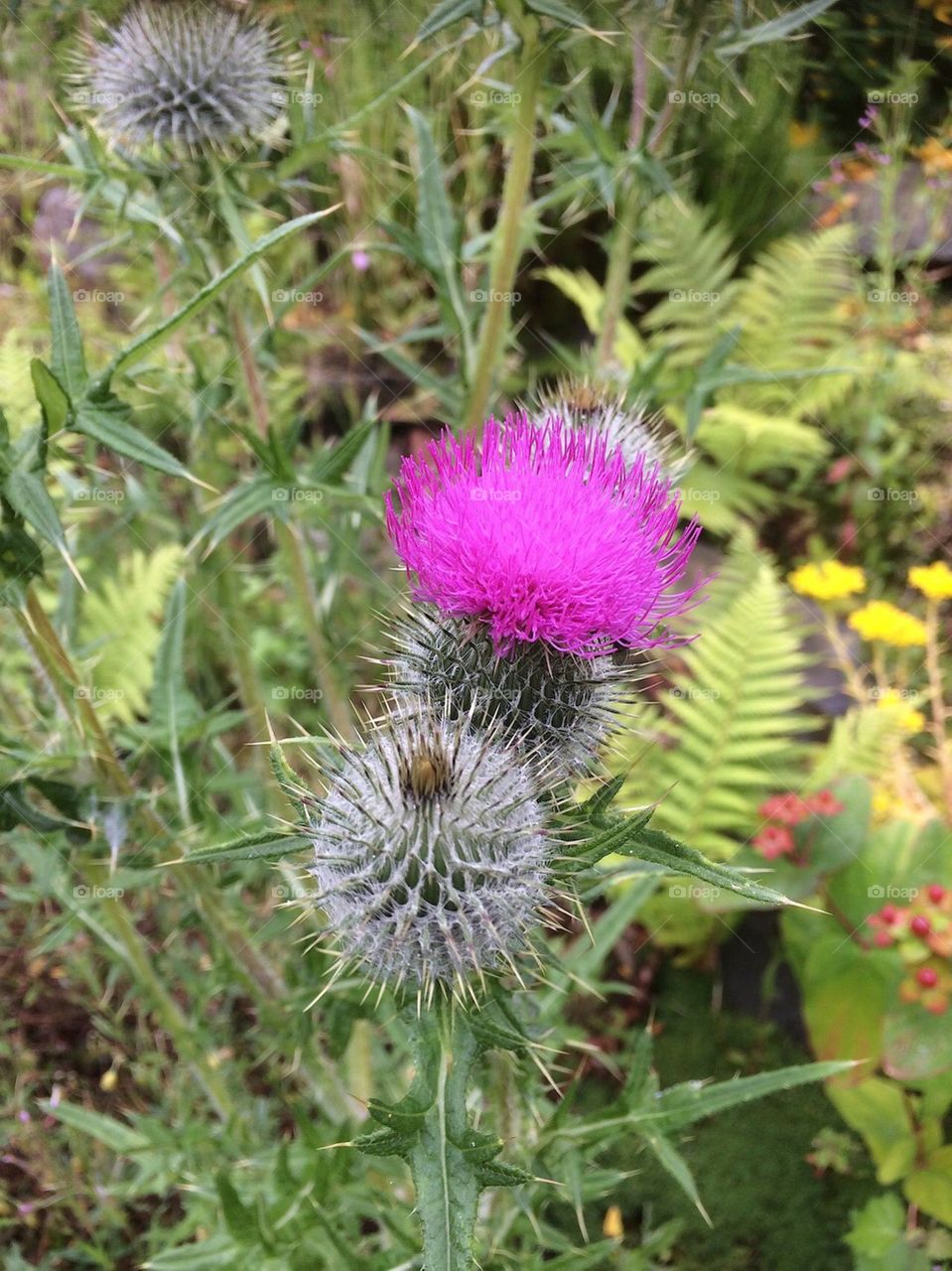 Thistle blooming in a Scottish garden, spiky to touch but vibrant and beautiful.