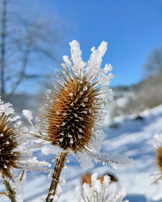 A plant bound by ice and snow