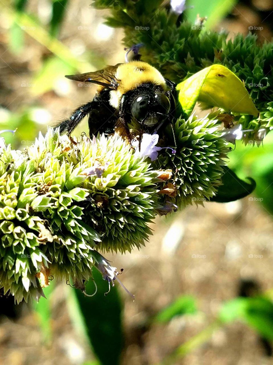 black and yellow bumblebee gathering pollen from a flower