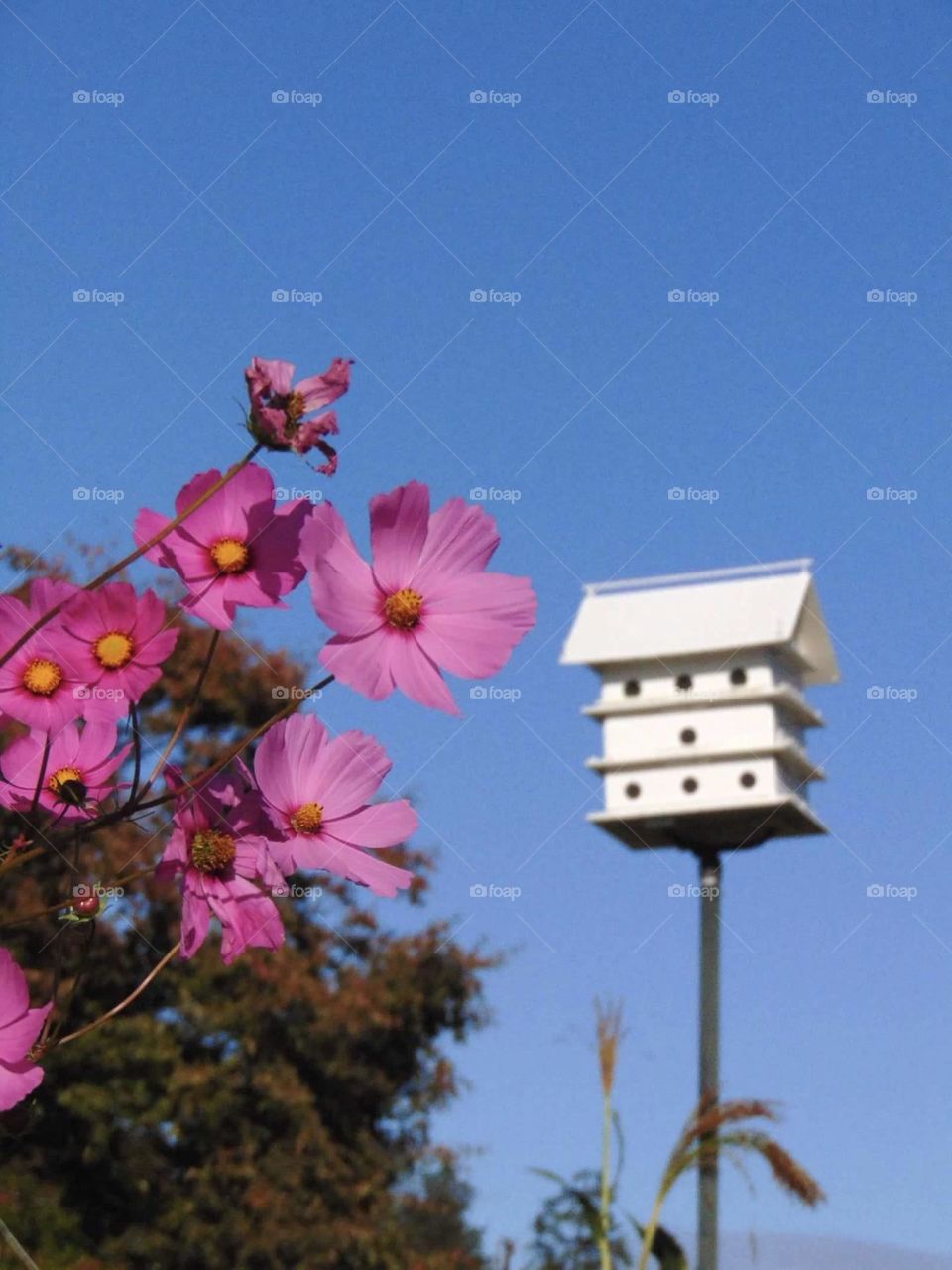 Flowers and birdhouse. 