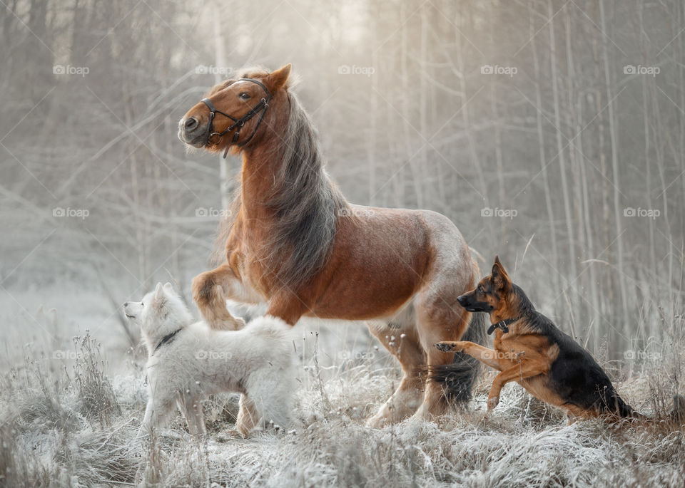 German shepherd dog with tinker horse and Samoyed dog  in an winter forest
