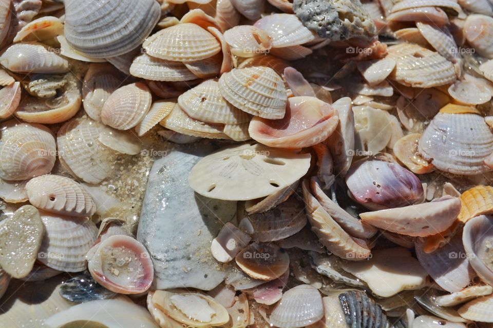 Full frame of wet sea shells