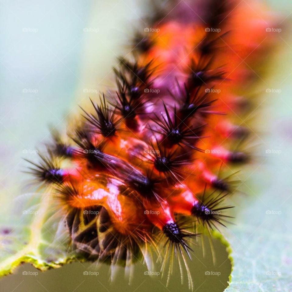 Fire Caterpillar