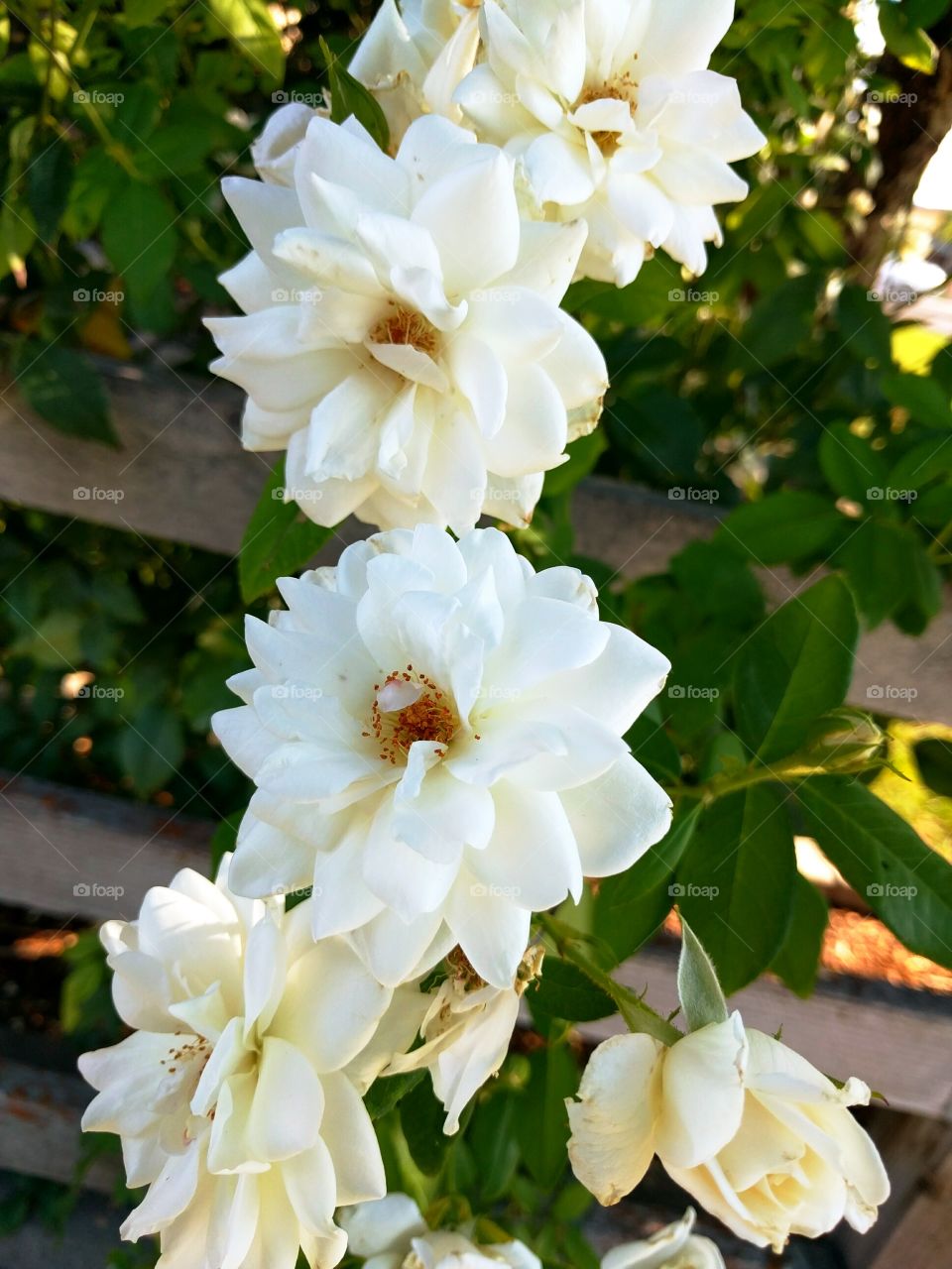 White Roses through a Wooden Fence