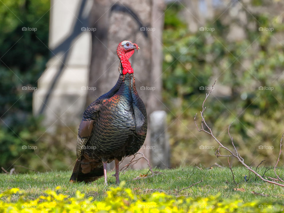 A wild turkey roams Mount Auburn cemetery 