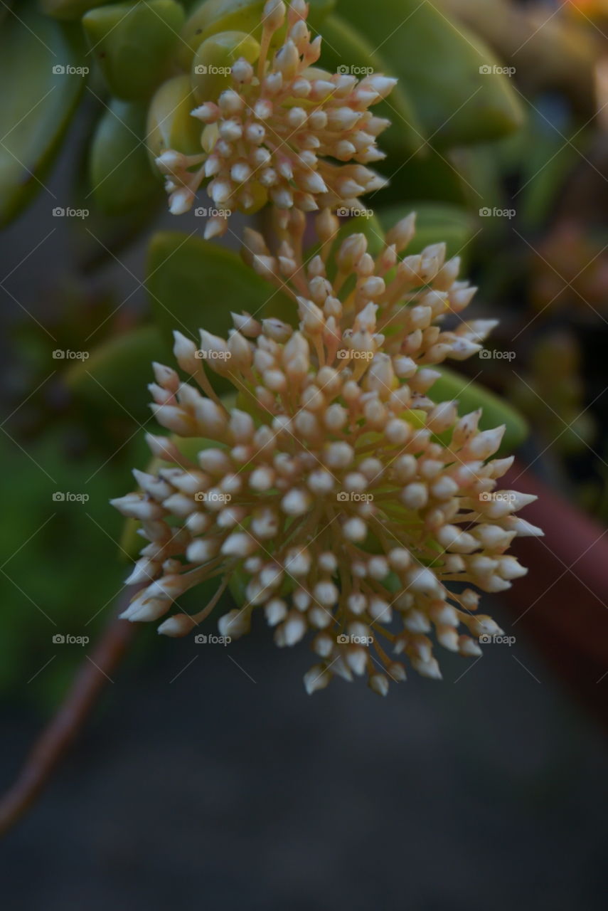 Pale Stonecrop 
Springs 
California Flower