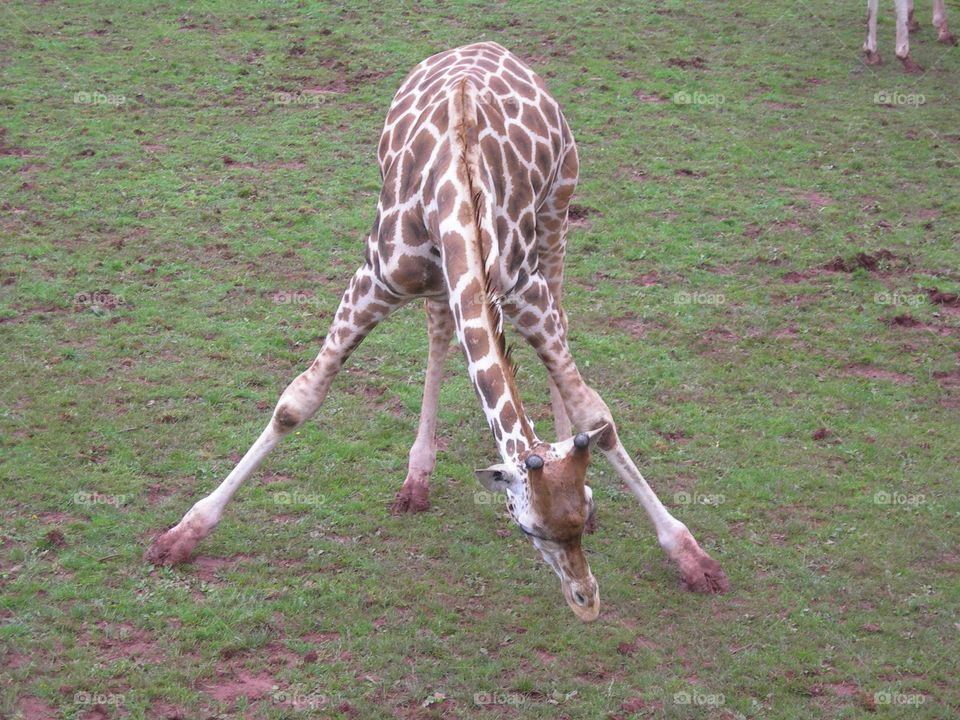 baby giraffe bent down trying to eat grass