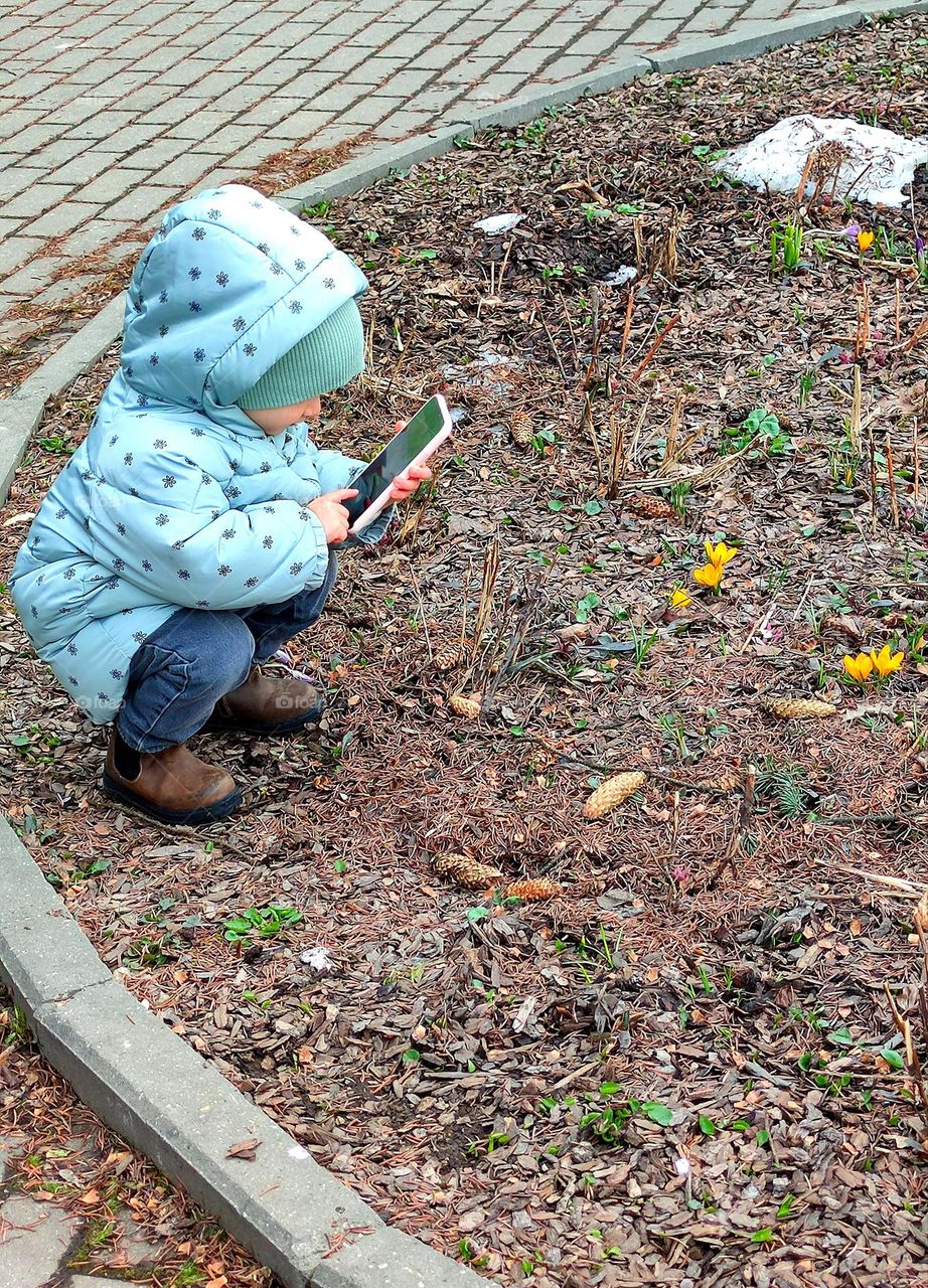 The beginning of spring.  Flowerbed in the park.  A small child takes pictures of yellow crocuses on the phone.  On the flower bed are the remains of white snow