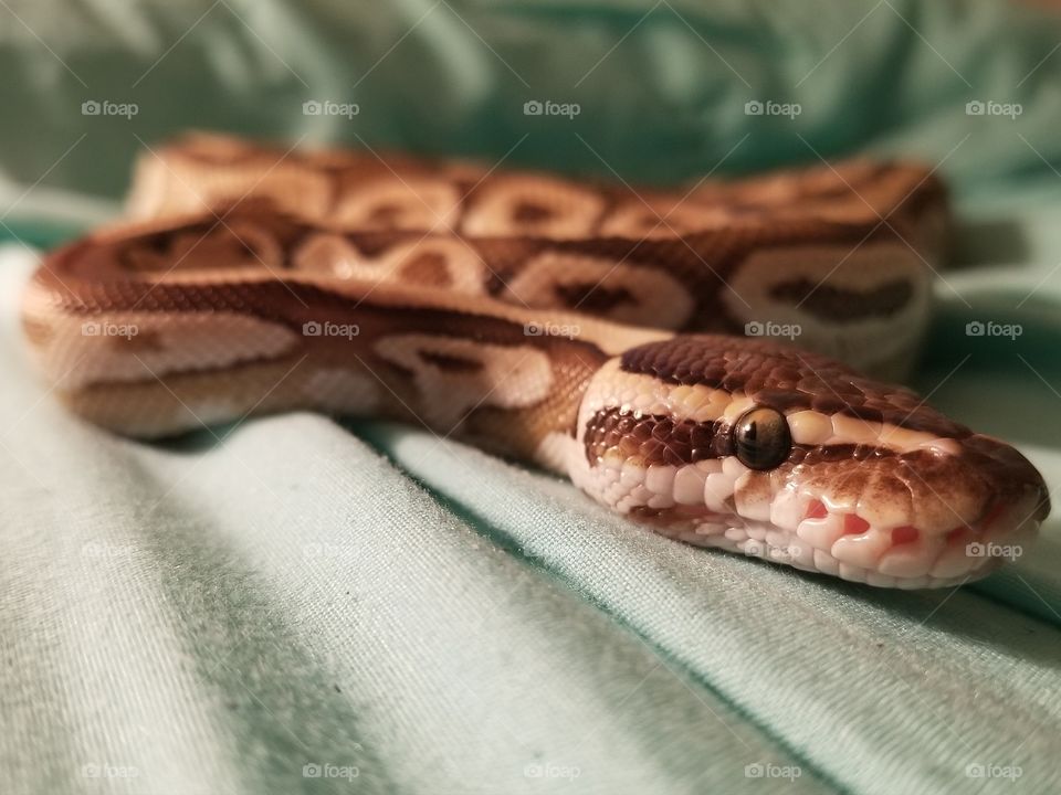 Ball Python Snake Up Close