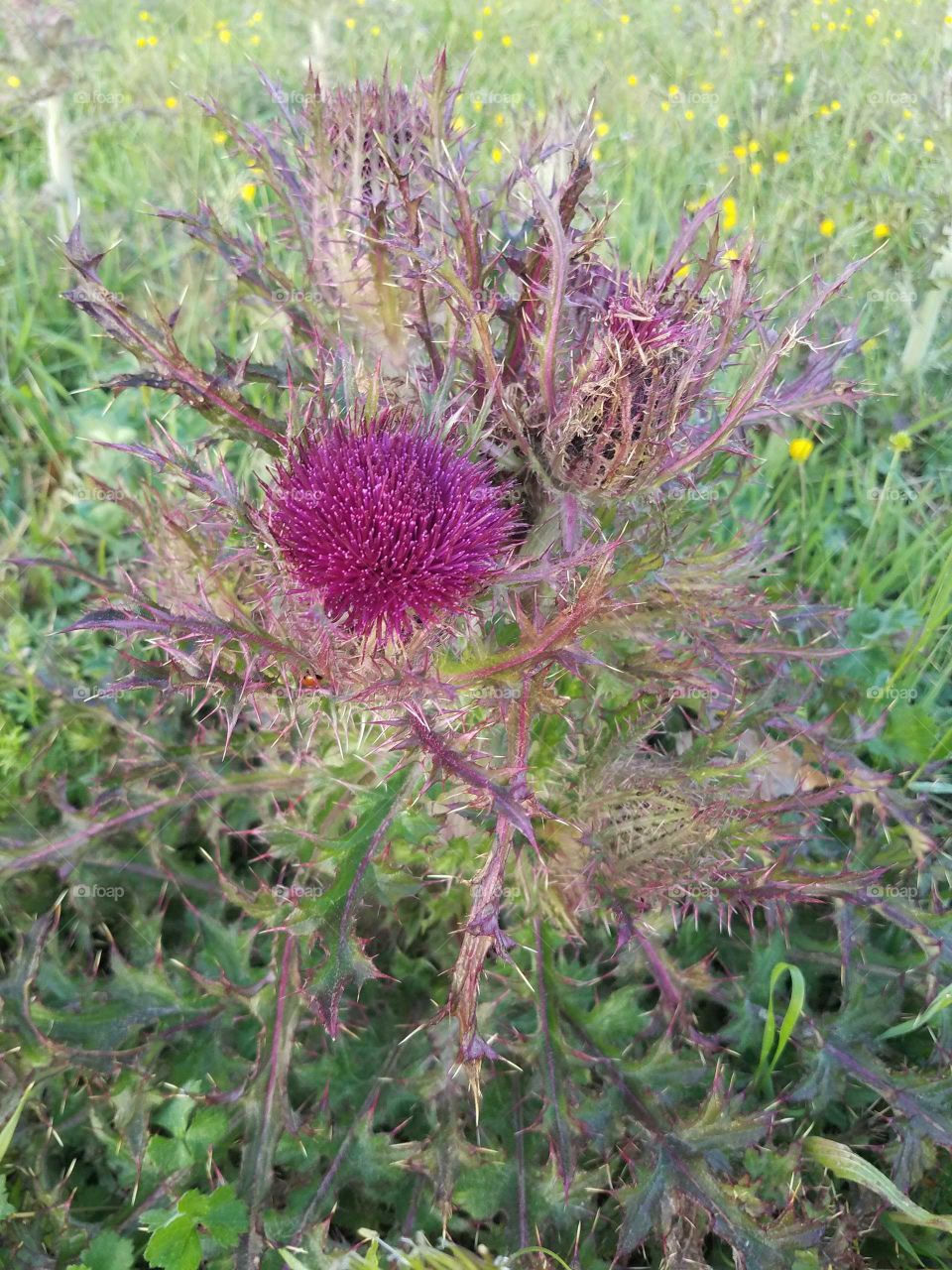 thistle