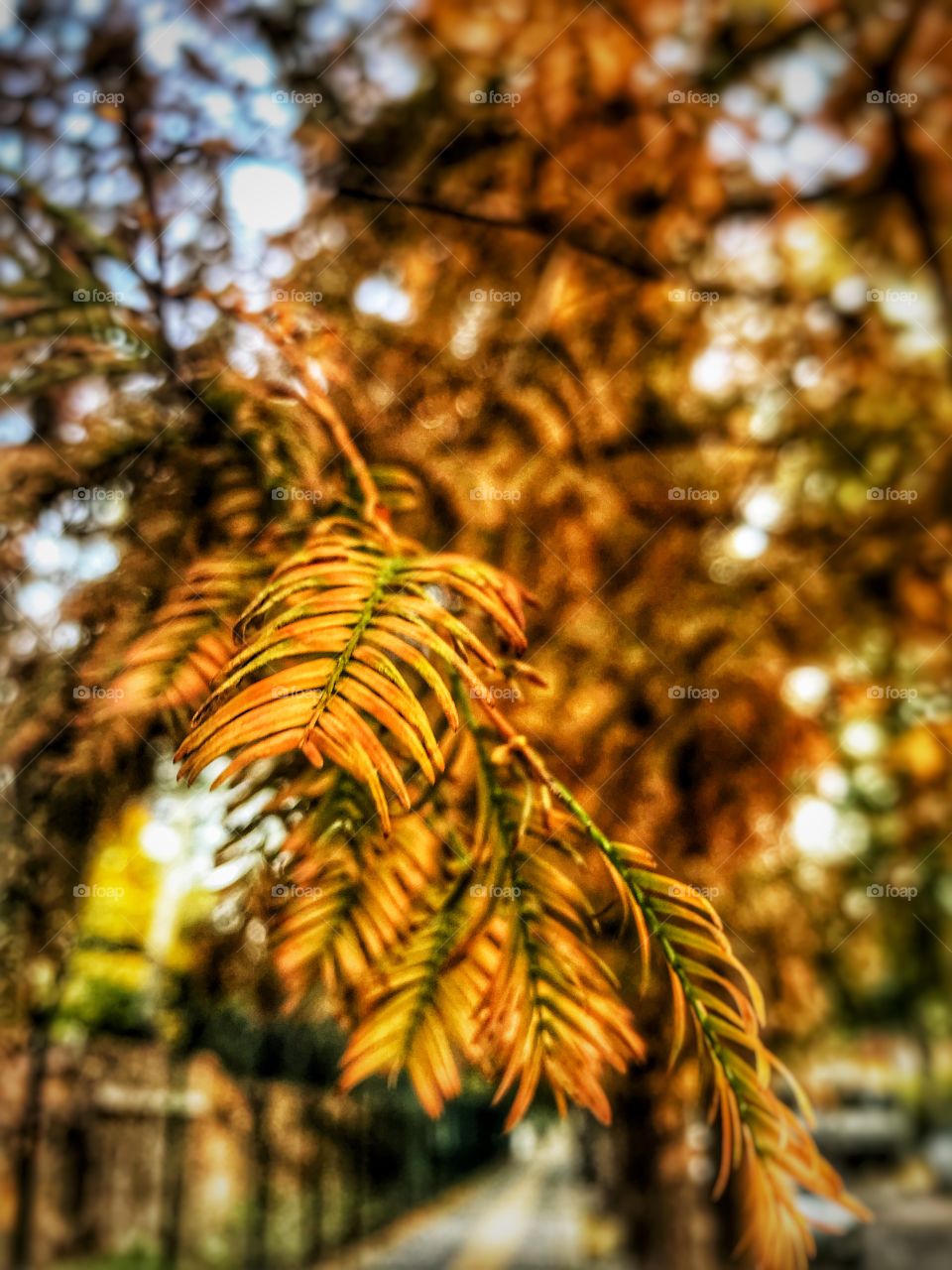 Yellow leaf