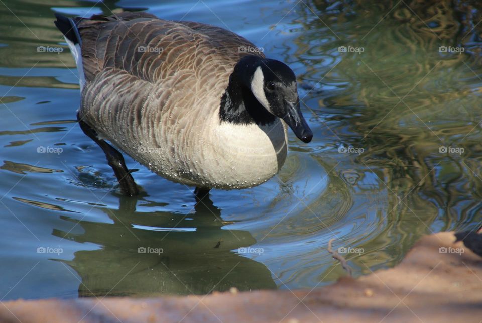 Canadian Goose Exiting the Water