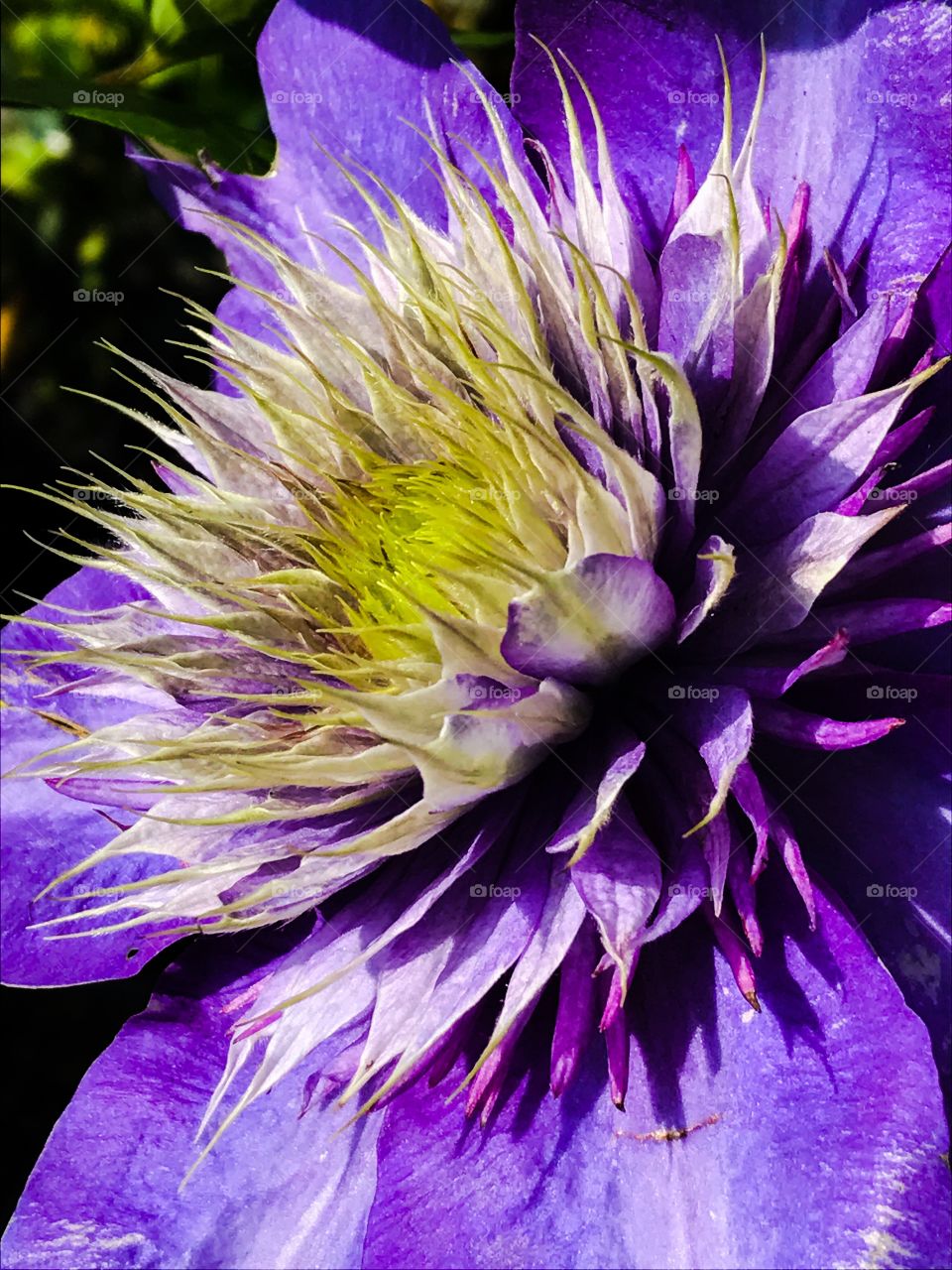 Clematis close up in the sun