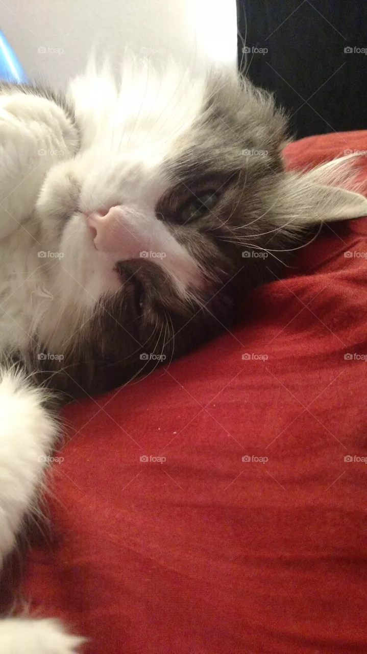 lazy pets