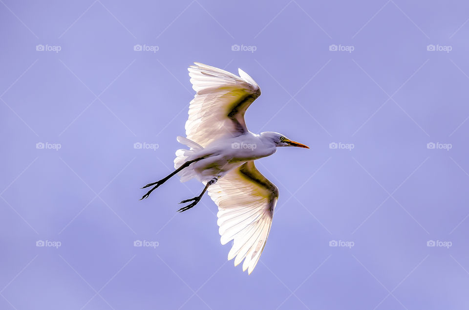 flying of stork