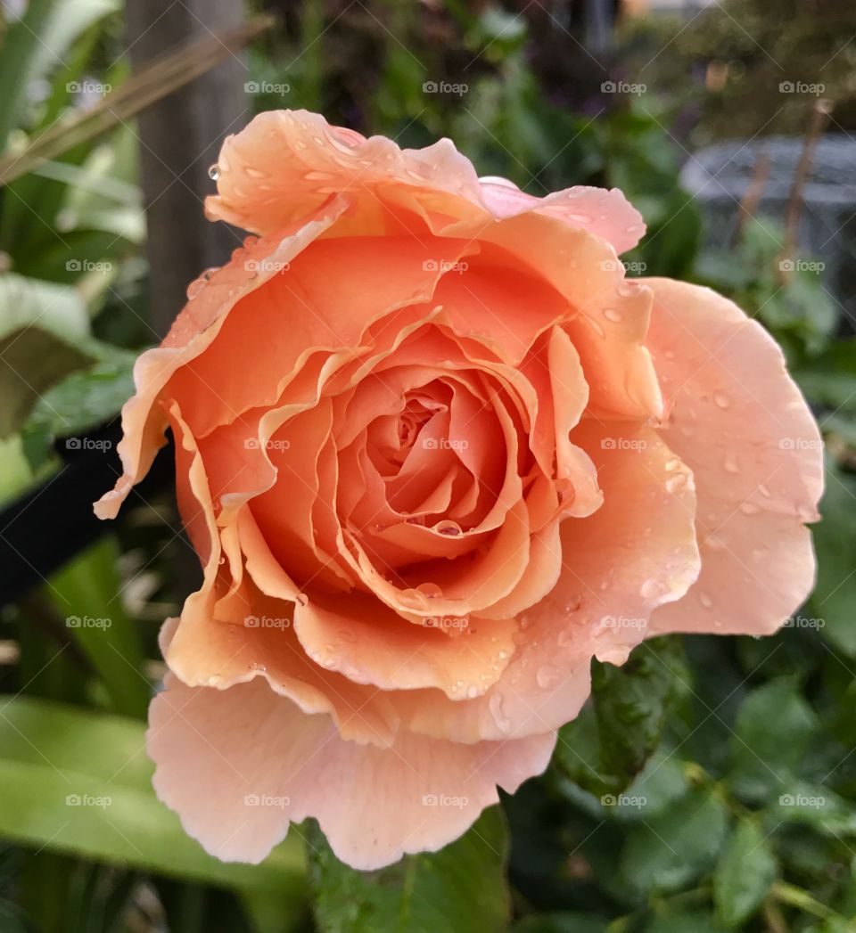 Beautiful rose flower 