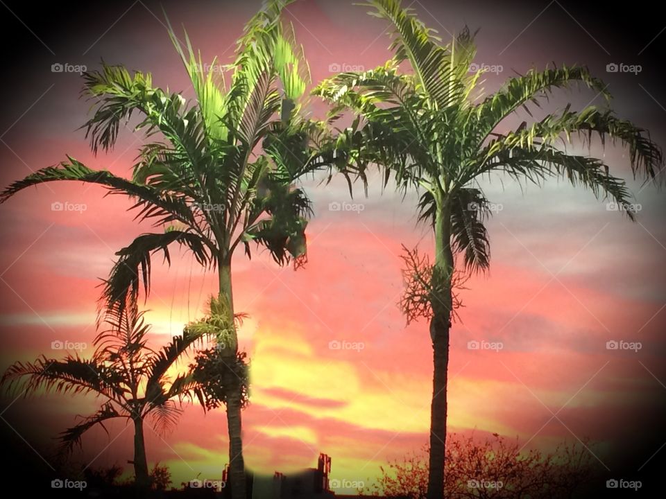 Sunset with palm trees