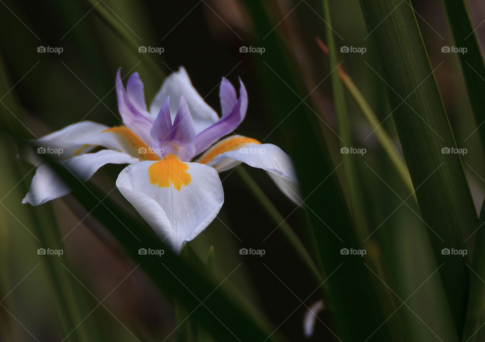 View of beautiful flower