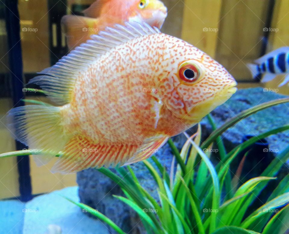 Orange Aquarium Fish
