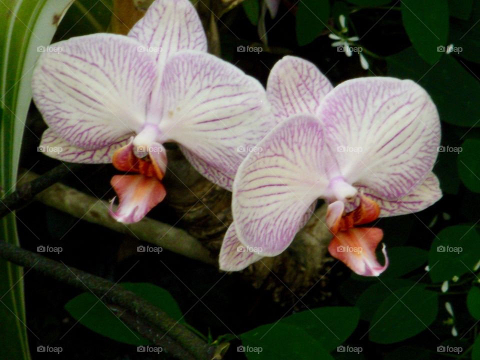 Orchid 