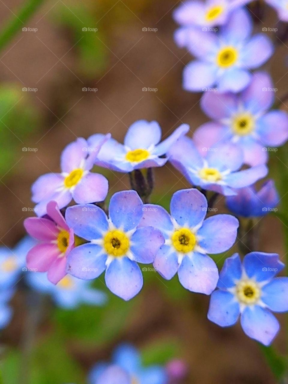 bright flowers in a forest park