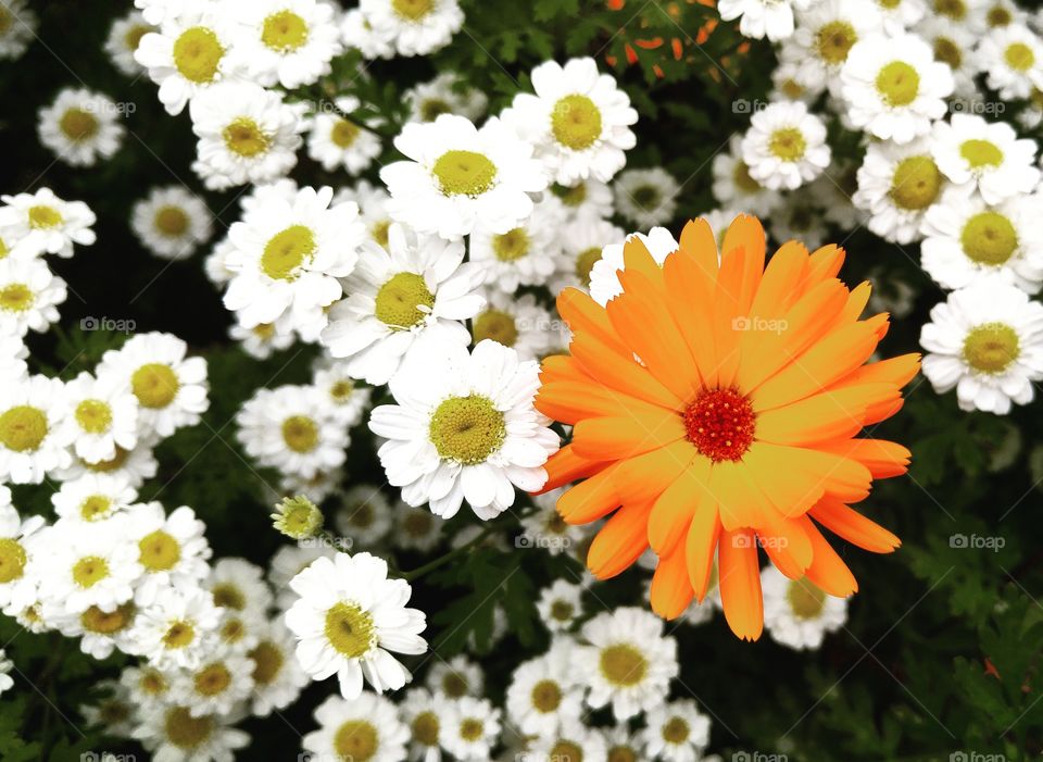 Daisy flowers & orange flower