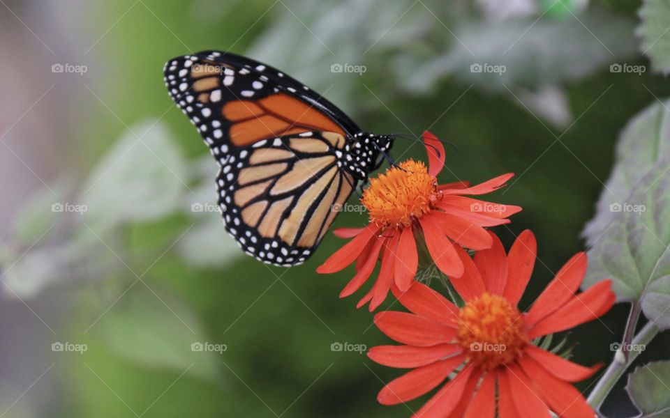 Monarch Butterfly harvesting pollen off orange Shasta daisy flower on springtime, closeup with blurred background. Interesting balance between the heavily patterned wings and the textured solid coloured flower. 