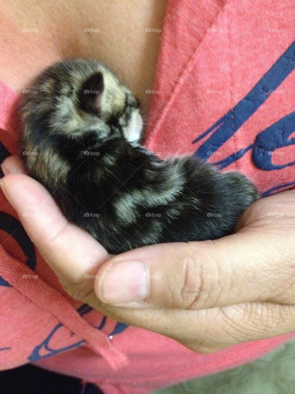 Rescued kitten 