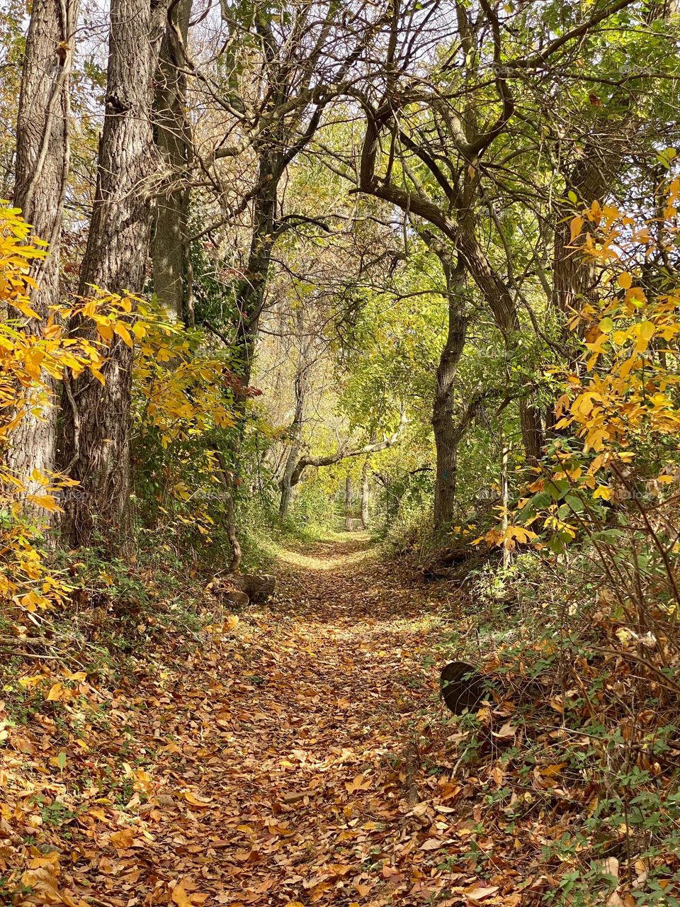A path through the woods covered in fallen leaves 