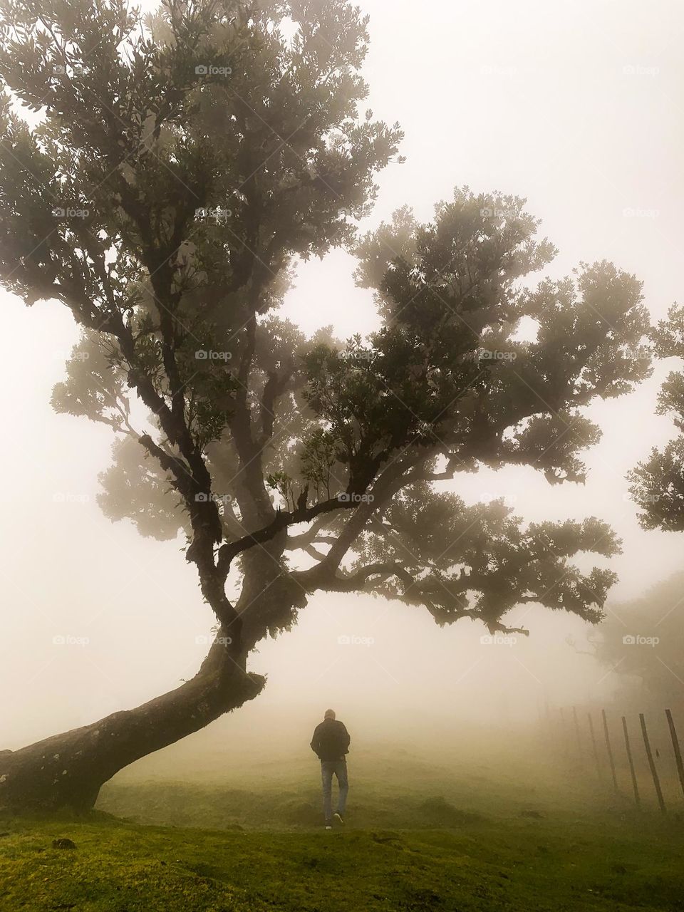 Foggy forest 