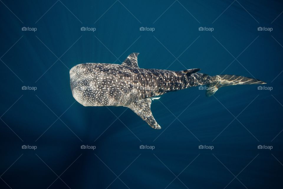 Above the whale shark