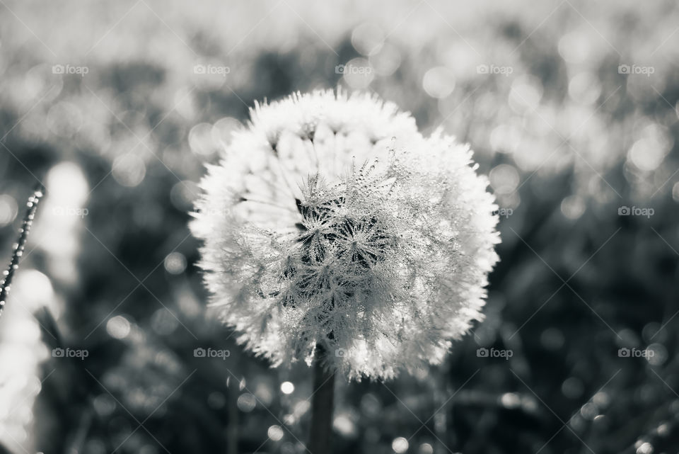 Dandelion on earyl spring morning in a field after rain in monochrome