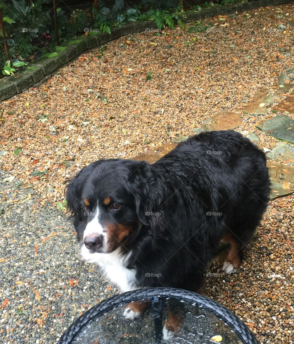 Bernese Mountain dog thankful there is a break in the weather 