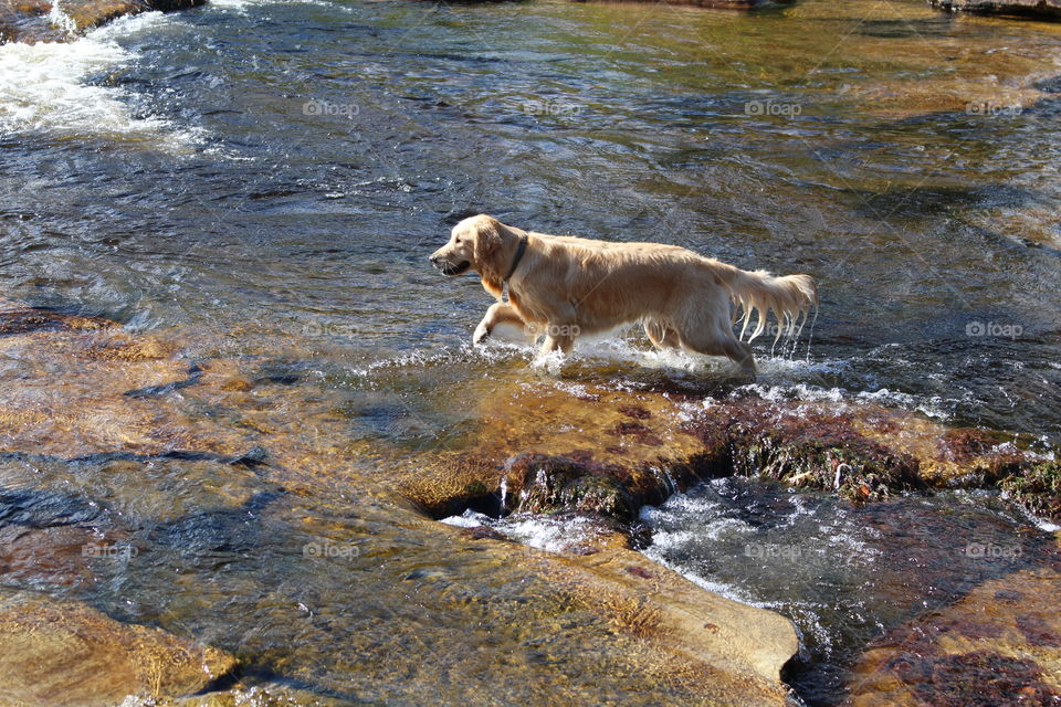 Golden retriever puppy swimming in the river