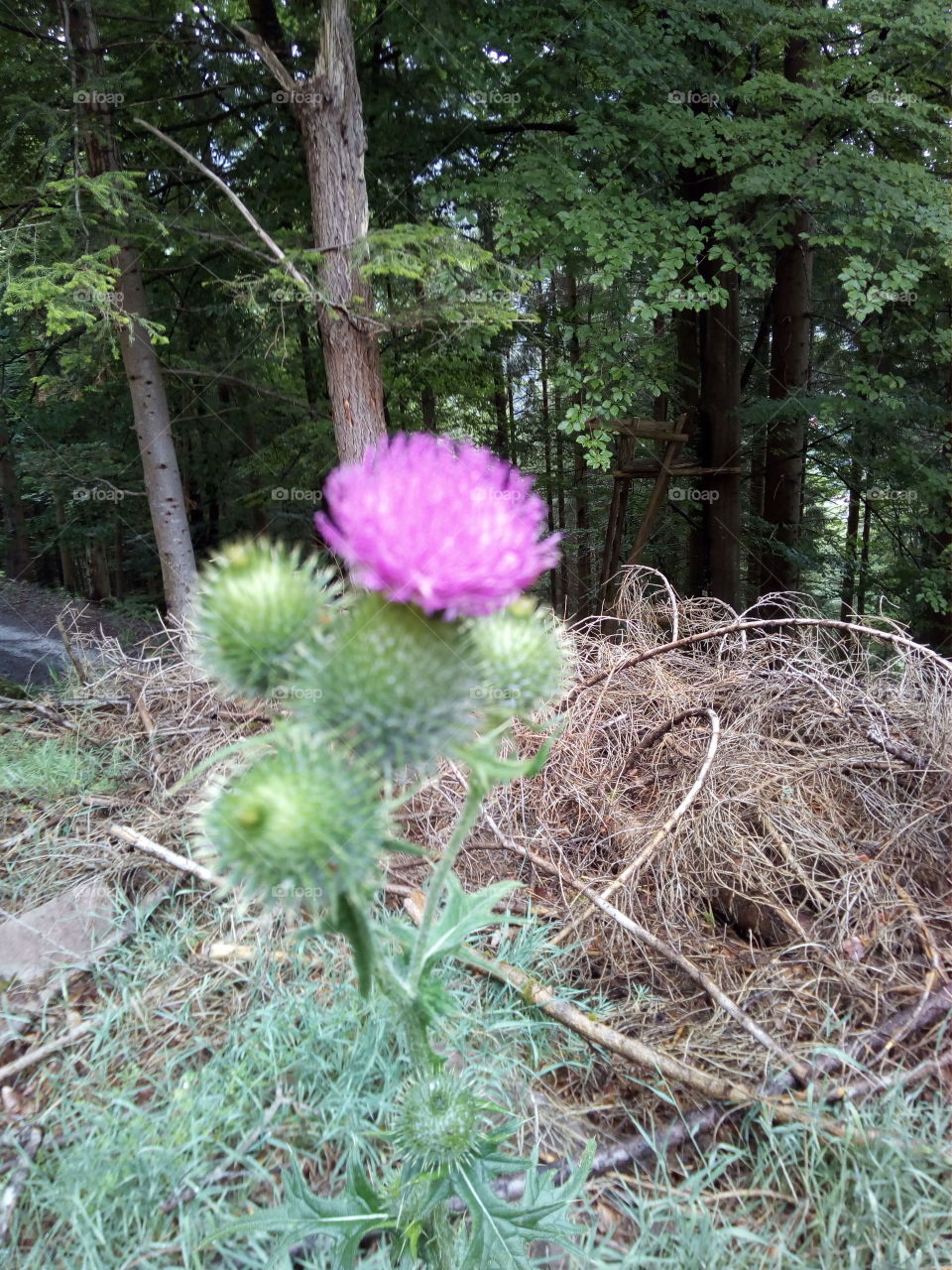 Schwarzwald in Bad Wildbad