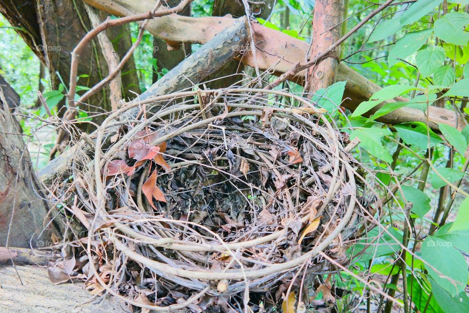 Bird Nest