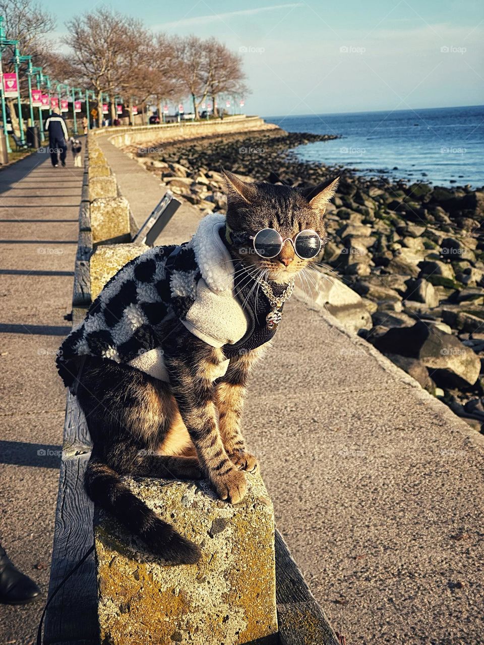  Cool cat in bling and shades 