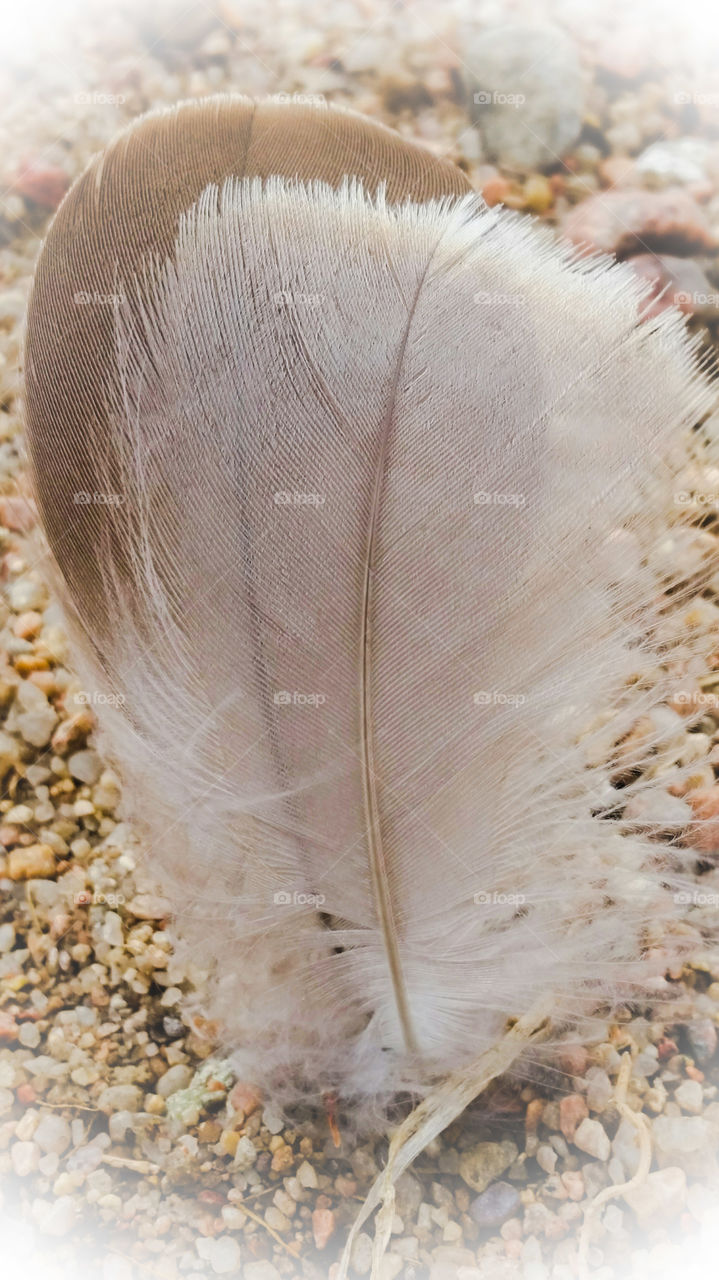 Feathers