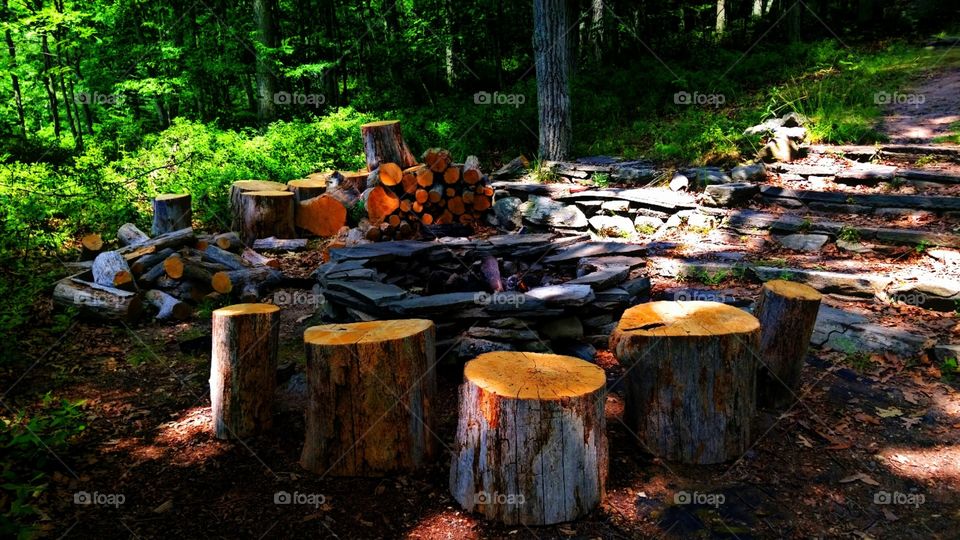 Sunlight on tree stump in forest